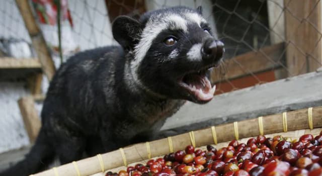 Kawa kopi luwak: jakie zwierzę wytwarza tę kontrowersyjną kawę? Kawa kopi luwak: jakie zwierzę wytwarza tę kontrowersyjną kawę?